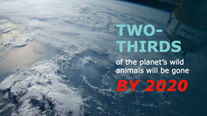TWO-THIRDS of the planet's wild animals will be gone BY 2020