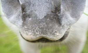 soft horse nose