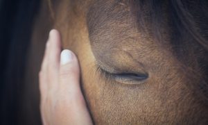 hand on horses face with horse's eye closed