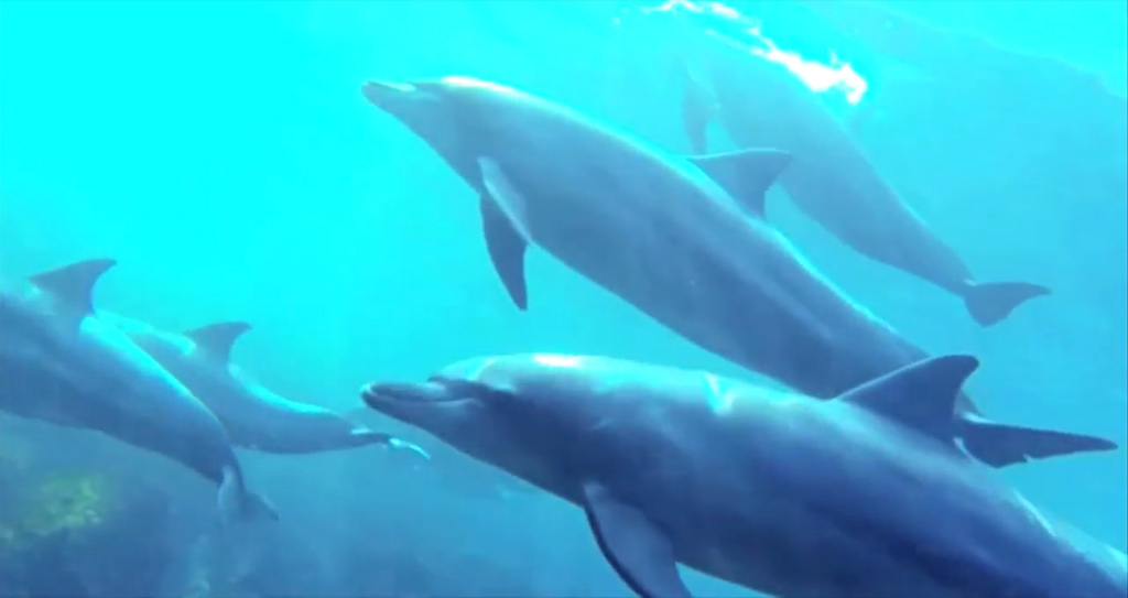 Dolphins swimming video still