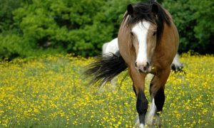 horse in a meadow