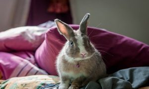 gray and white rabbit on a bed