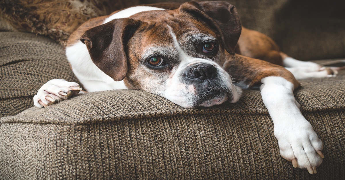 Old boxer dog laying on couch