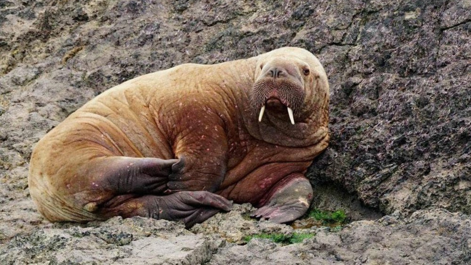 The Impact of Climate Change: Freya and Thor Walruses and Their Mission to  Survive - Animal Thoughts