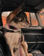 Out and about with my best canine friend who loves being in the passenger seat with a full view!! #dogsarelove #dogsareawesome #bestfriends 
(I love my cat too!)